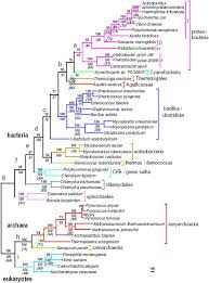 Interactive Phylogenetic Tree Phylogenetic Tree Ap