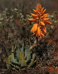 Image result for Aloe komatiensis