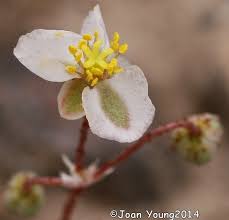 Image result for Hypertelis