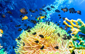 In these snorkeling spots, you see octopus, little crabs, tiny fish, star fish, and sea urchins. Best Places To Scuba Diving In The World Planet Of Hotels