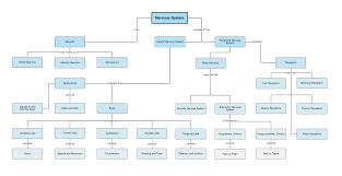 22 Rigorous Organization Of The Nervous System Flowchart