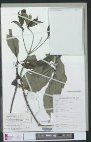 Image result for Rinorea brachypetala