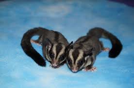 Different Colors Of Sugar Gliders Exotic Nutrition