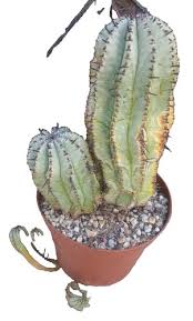 Image result for Euphorbia mlanjeana