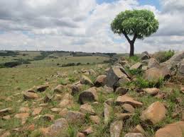 Image result for Diheteropogon filifolius