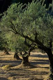 Jerome Mondiere Photographer Olive Tree Olive Tree Care Tree Farms