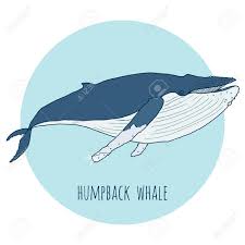 A humpback whale (megaptera novaeangliae) is a large baleen whale with long flippers and a knobbly head. Humpback Whale Vector Illustration Hand Drawn Isolated On White Royalty Free Cliparts Vectors And Stock Illustration Image 69598073