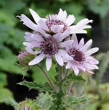 Image result for Berkheya