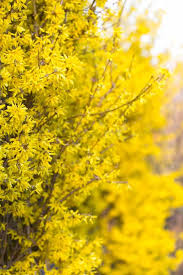 389 w winchester street (6400 south) murray, ut 84107. 10 Main Types Of Forsythia Flowers For Your Yard Home Stratosphere