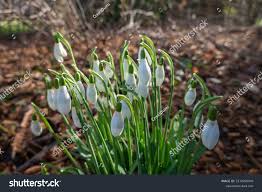 Image result for ghiocel