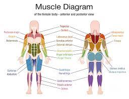 Two round fleshy parts that. Muscle Diagram Female Body Names Digital Art By Peter Hermes Furian