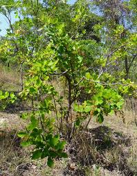 Image result for Searsia longipes