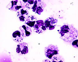 Image result for Intracellular Bacteria