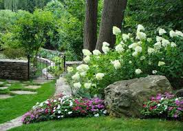 Limelight Hydrangea And Little Lime Hydrangea Great Plants Limelight Hydrangea Little Lime Hydrangea Hydrangea Landscaping