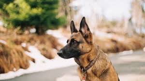 Maybe you would like to learn more about one of these? How To Adopt A Dog In New Jersey Fees Tips Rescues