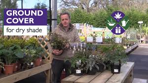 We did not find results for: Ground Cover Plants For Under Trees Youtube