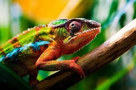 We did not find results for: Shanimals Crackers Chameleon Animals Chameleon Changing Color Chameleon