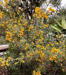Image result for Cassia thyrsoidea