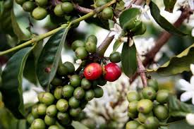 Nestle Provides Lifeline For Struggling Kenyan Coffee Farmers