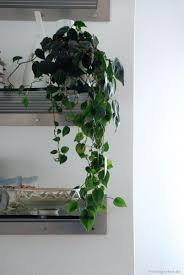 Zimmerpflanzen Tipps Fur Den Schatten Tolle Pflanzen Und Schicke Kubel Zimmerpflanzen Pflanzen Schatten Pflanzen