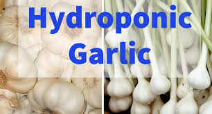 Hydroponic Garlic Farming Planting Growing Procedure Agri Farming