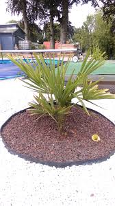 Palmen Fur Den Pool Urlaubsstimmung Im Eigenen Garten Commaik Garten Pflanzen Palmen