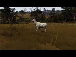 Way Of The Hunter-Albin Whitetail