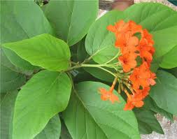 Image result for Cordia sp.A.