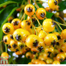 Image result for Pyracantha coccinea golden charmer