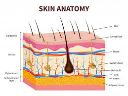Learn about the skin's function and conditions the skin protects us from microbes and the elements, helps regulate body temperature, and permits the sensations of touch, heat, and cold. Skin Anatomy Images Free Vectors Stock Photos Psd
