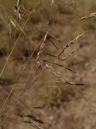 Image result for Ctenium longiglume