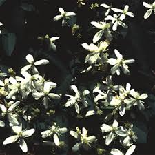 Image result for Clematis recta atropurpurea