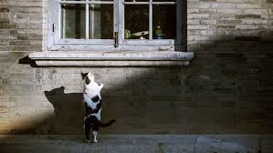 Walmart.com has been visited by 1m+ users in the past month Why Top Entry Cat Litter Boxes Are Great The Idle Cat