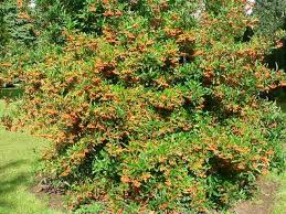 Image result for Pyracantha coccinea soleil d'or