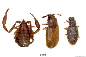 Damit sie gar nicht erst kommen, können wenn sie sich in ein haus verirren, dann ist dies tatsächlich ein versehen. Staublause Bucherlause Und Lausflechtlinge Erkennen