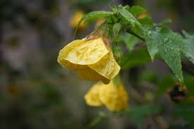 Image result for Abutilon sonneratianum