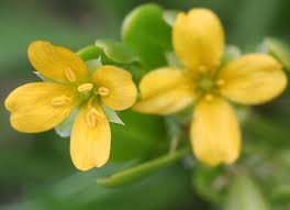 Image result for Zygophyllum cuneifolium