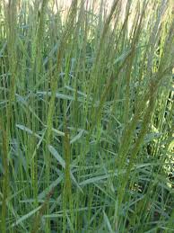 Image result for Agrostis continuata