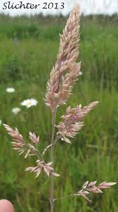 Image result for Holcus lanatus