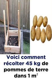 Voici Comment Recolter 45 Kg De Pommes De Terre Dans 1 M Potato Planters Permaculture Planting Vegetables