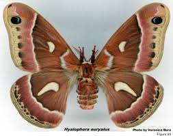 The cabbage moth is a common moth found extensively throughout the british isles, much of europe, north africa, russia and asia. Description Of Families Of Lepidoptera