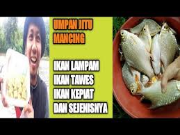 Lalu masukkan ikan tengiri, proses hingga halus. Cara Buat Umpan Jitu Mancing Ikan Lampam Ikan Tawes Ikan Kepiat Dan Ikan Putihan Youtube