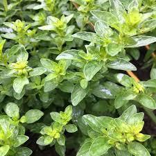 Pin On Selbstversorgung Aus Dem Garten