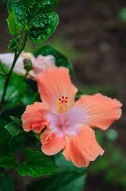 Pin On Flowers Plants