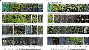 Image result for Haumaniastrum