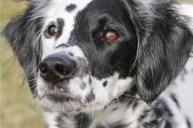 Check spelling or type a new query. Long Haired Dalmatian All The Breed Information You Need