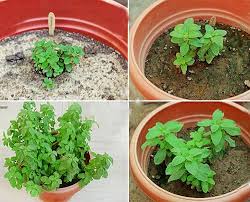 What to plant with peppermint? Peppermint