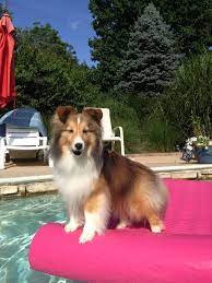 Navy Broderie Bardot Dress Shetland Sheepdog Shetland Sheepdog Blue Merle Sheepdog