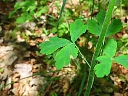 Image result for Triaspis dumeticola