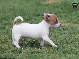 They do not shed very much which is great if you don't want dog hair around your house. Chihuahua Jack Russell Terrier Mix Puppies For Sale Petsidi